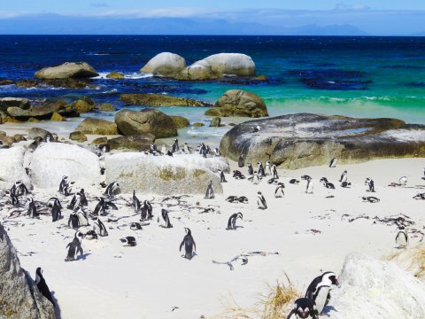 Südafrika - Boulders Beach Pinguine