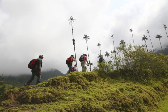 Cocora Tal Wachspalmen_2