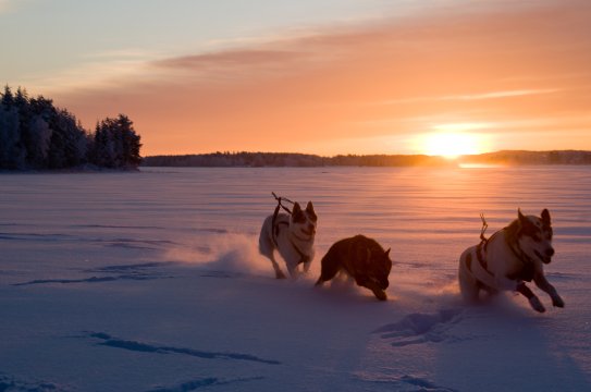 Schlittenhunde in Schwedisch Lappland