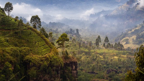 Teeplantagen im Bergland von Nuwara Eliya; Foto: HeadSpinPhoto/Shutterstock.com