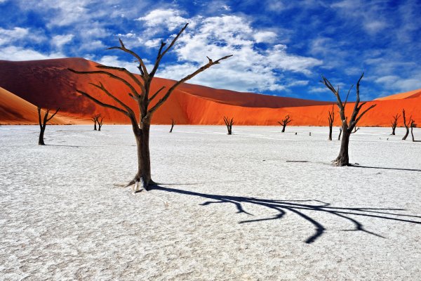 Namibia - Akazien in Deadvlei; Foto: Oleg Znamesnkiy/Shutterstock.com