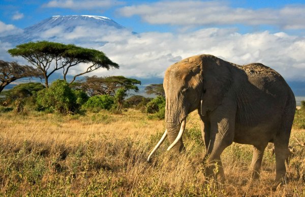 Kenia - Elefant im Amboseli-Nationalpark; Foto: Dmussman/Shutterstock.com