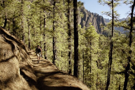 Kiefernwald La Palma