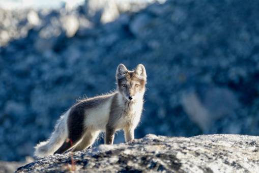 Abseits ausgetretener Pfade – Arktische Auszeit